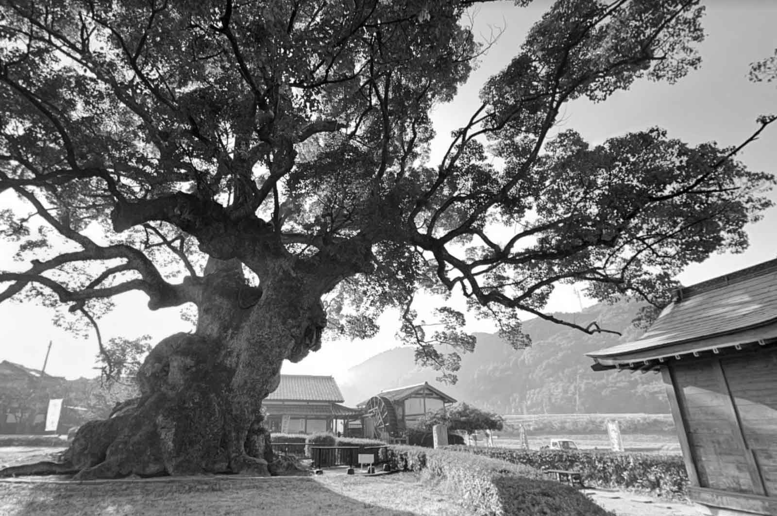 川古の大楠公園